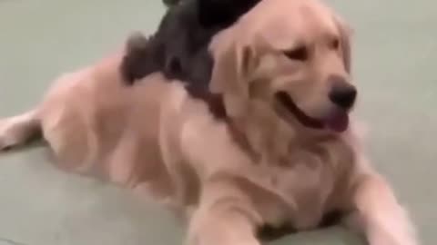 Playing little dog Funniest video dogs Funny crazy dog #animals #shorts