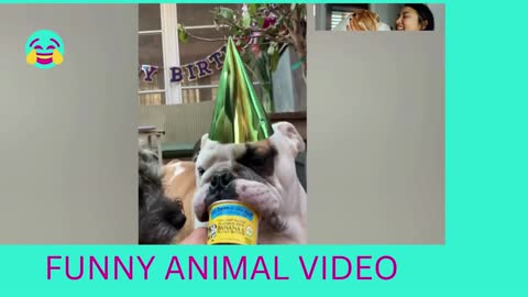 FUNNY DOG VIDEO