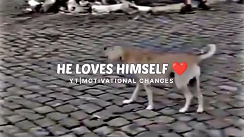 #Dog love status #dog love