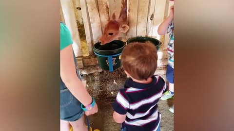 Kids and babies feeding animals in zoo