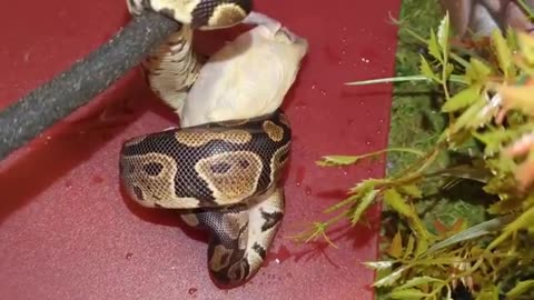 Royal Ball Python Upsizing Meal Part 1