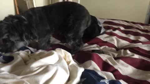 Dog Tucks in Baby