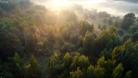 Sunny Mornings by Peder B