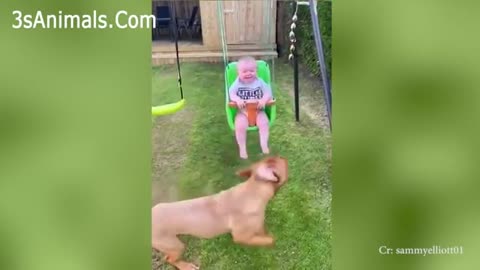 Adorable pupies Love Babies complications A cat puppy And Baby videos