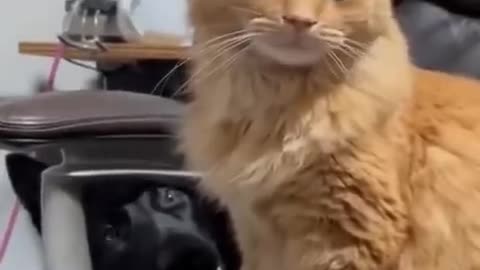 New Funny Videos 2022 😍 Cutest Cats and Dogs 🐱🐶