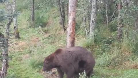 Fattest Animals In The World