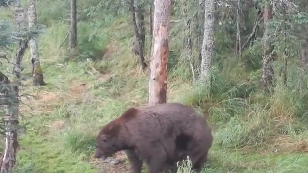 Fattest Animals In The World