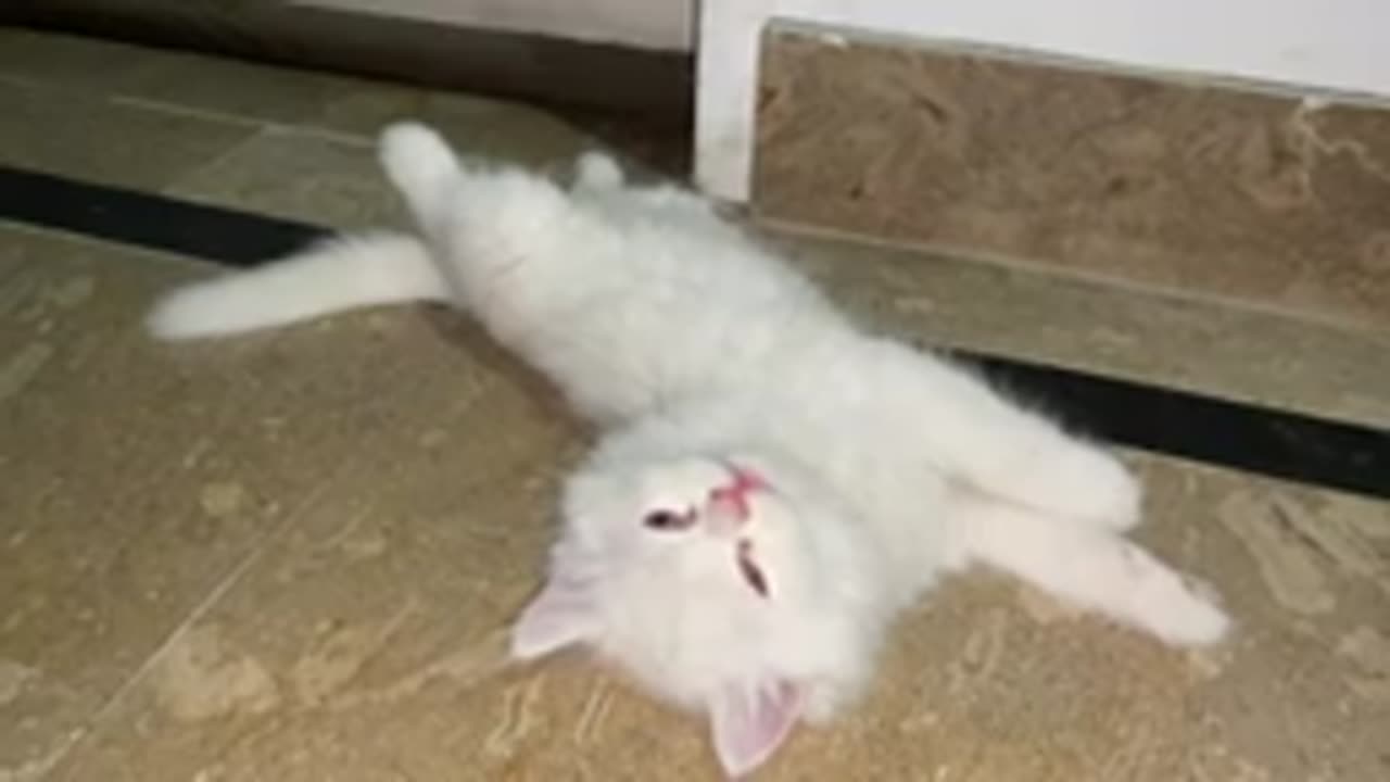 Cat videos cats playing, funny cat videos, funny cats and dogs,