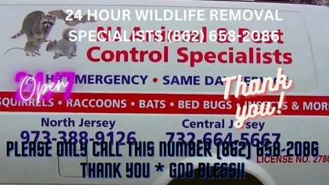 Squirrel Removal: How to Get Rid of Squirrels in Your Attic - CALL (862) 658-2086