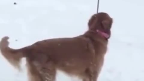 98- Cute, cute and happy as they should be #funny
