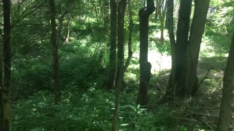 Northern Kentucky Project: Of Ants and Aphids - Enjoying the Forest, Sights and Sounds