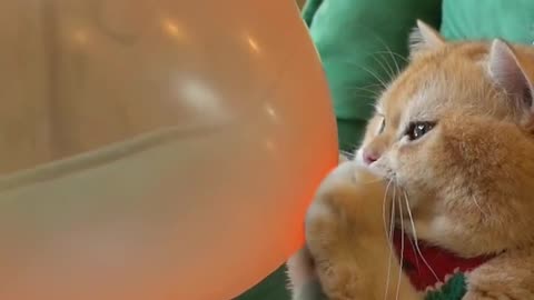 Funny cat🤣