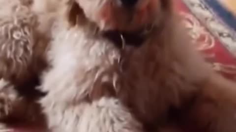 Cutest Cats and Dogs