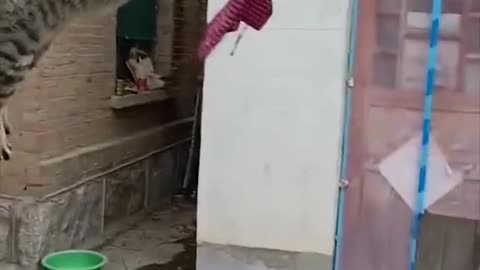 Funny cats