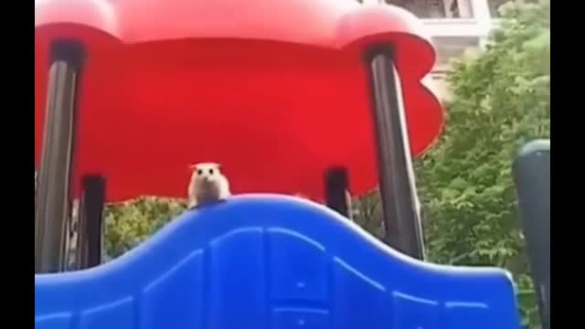 Did you get a good look? What kind of pet is this?