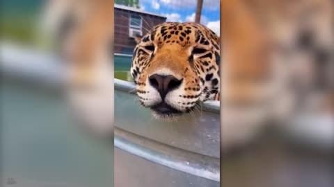 Dangerous Animals Caught Being Friendly😇