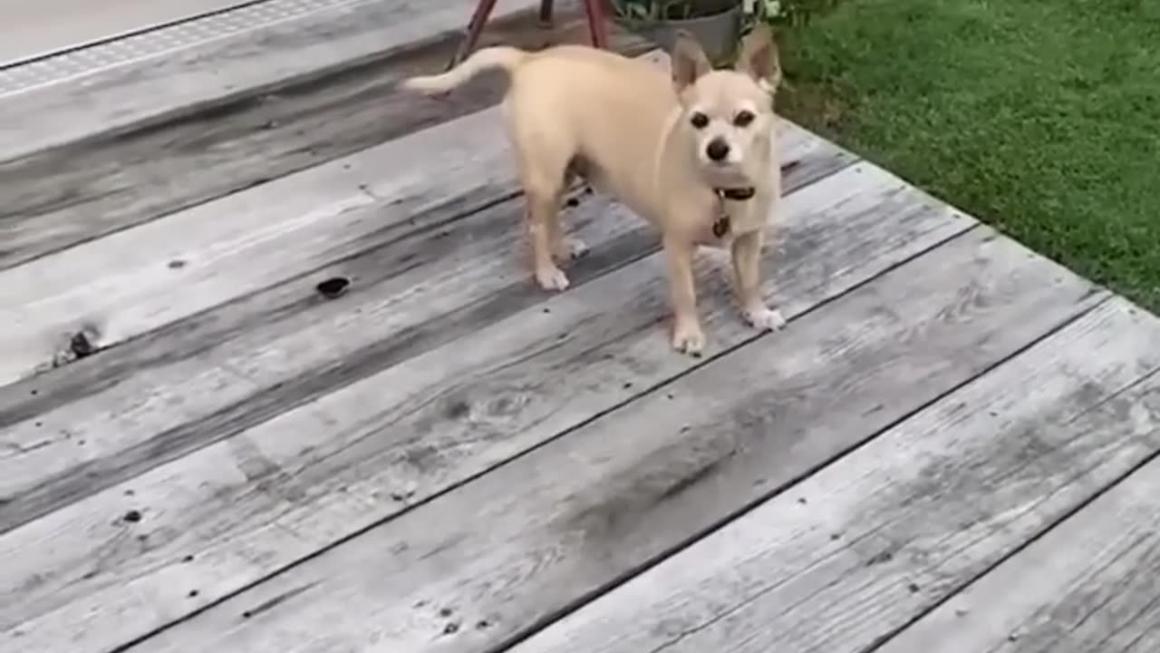 funniest and most adorable videos of dogs and cats