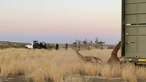Giraffen Auswilderung 2022