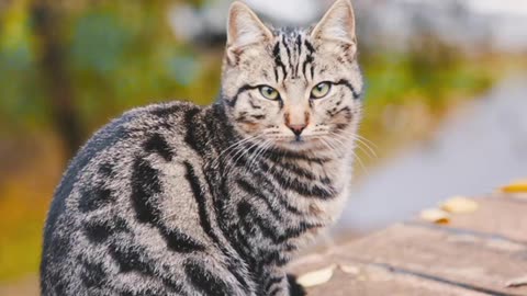 Cute Cat video