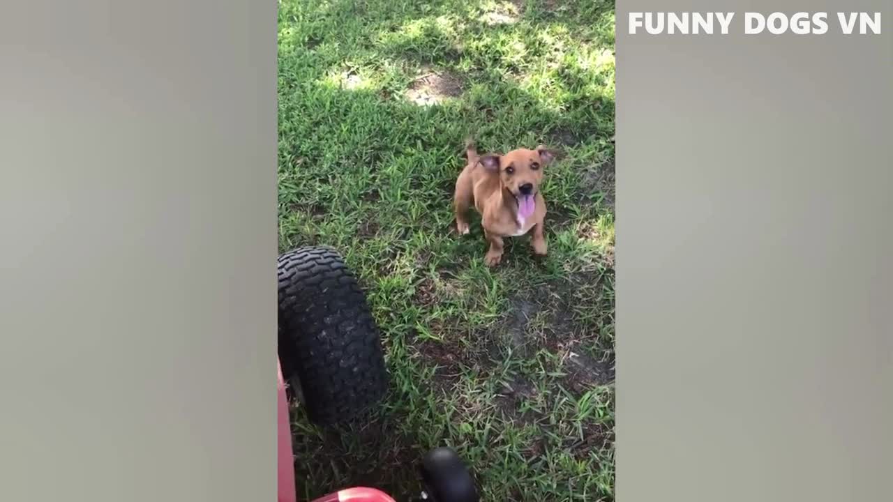 Funniest Animals
