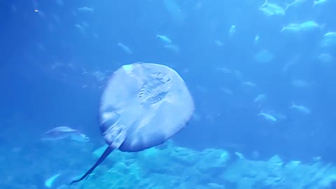 AMAZING BIG RAY FISH!