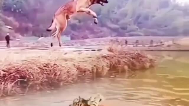 The dog's pernicious leap to overtake the evil tiger
