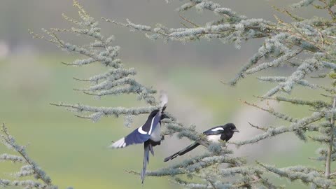 bird beautiful moments