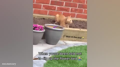The cat's got the right idea! Why sit in line when you can lie down