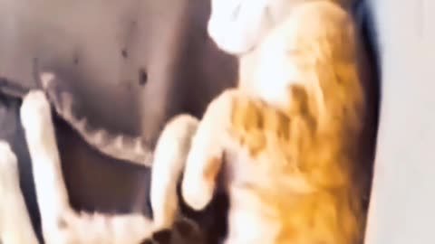 You will have a lot of fun watching funny videos of snakes and cats.
