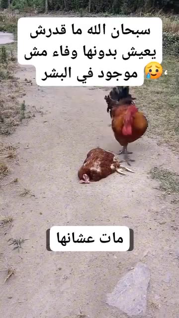 This is true love, I cried|این است عشق واقعی، اشکم جاری شد