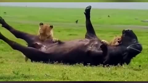 Hunting lions