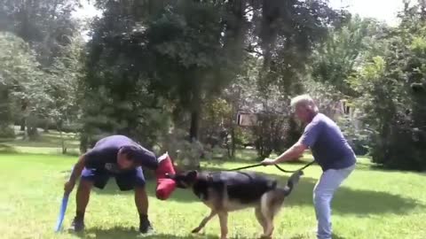 How to make your dog so agressive! With some tips
