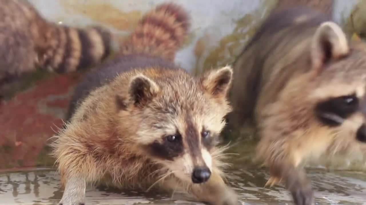 raccoons