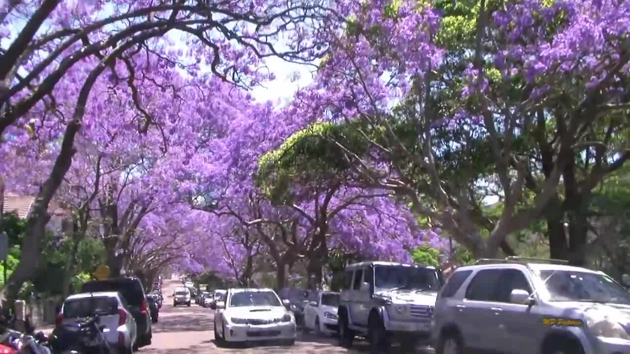 Jacaranda Season in Sydney Spring