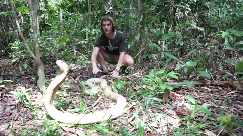 Worlds Biggest KING COBRA in JUNGLE of BORNEO?!
