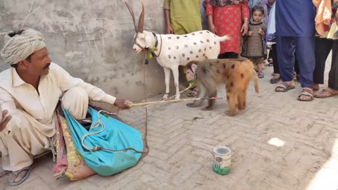 Bandar ka tamasha