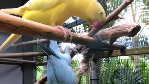 beautiful birds
