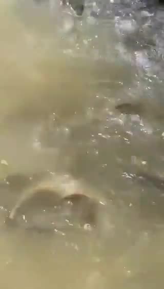 Lula orders closure of transposition dam thousands of fish died