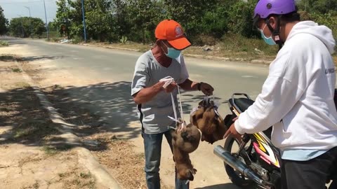 Rescue five puppies from the evil hand of the dog dealer !