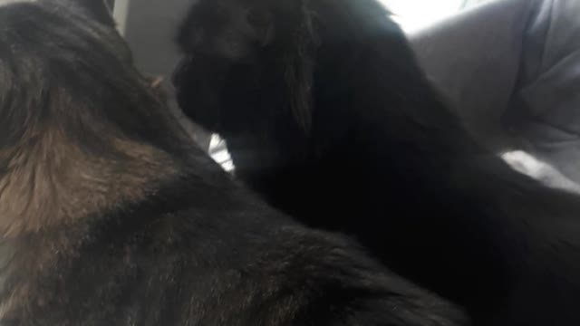 The cats first saw the goloba, and the dove them, but he did not give up on them. Laughter to tears.