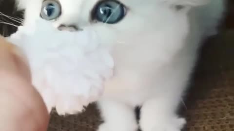 Fluffy White kitten! 😹#shorts