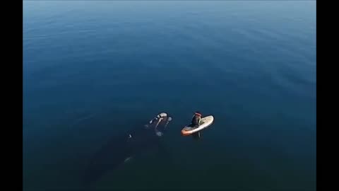 Giant Whale Approaches Unsuspecting Paddle Boarder
