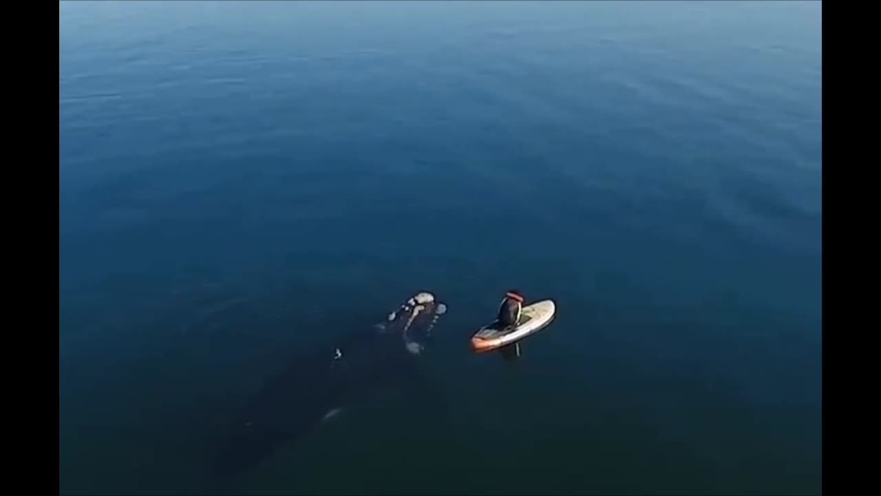 Giant Whale Approaches Unsuspecting Paddle Boarder