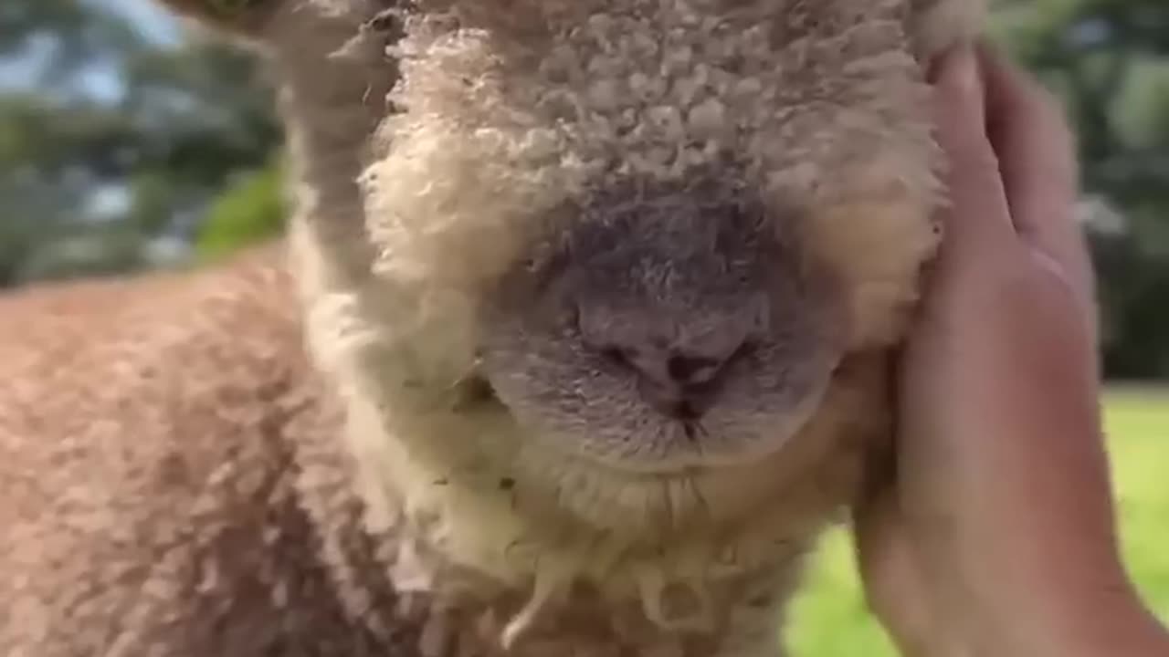 Too cute to handle animals 🥰🥰