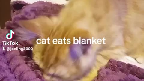 funny cat video. animal lovers