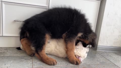 The Cutest Puppies You've Ever Seen!