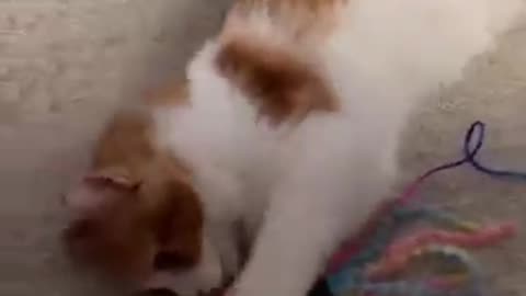Watch us fall in love with our rescue cat
