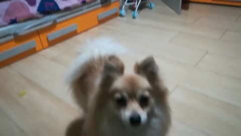 cute dog puppy