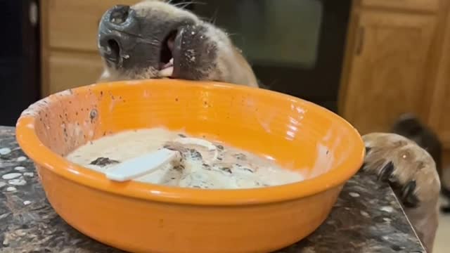 Bob the Beagle Licks the Bowl