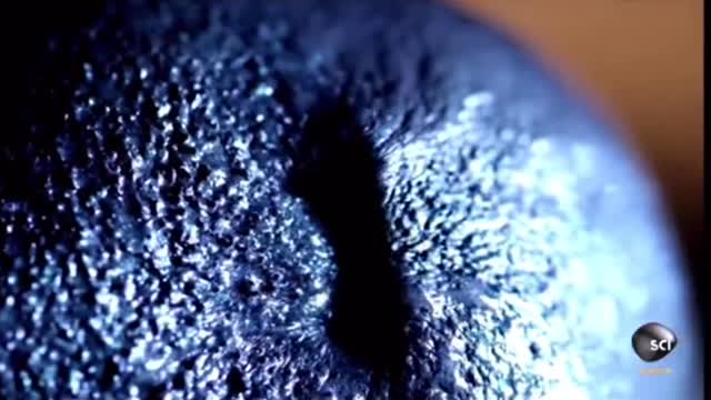 First Ever “Magnetic ” Monster Gets Trapped